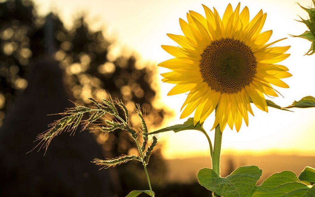 Power of Positive Thinking