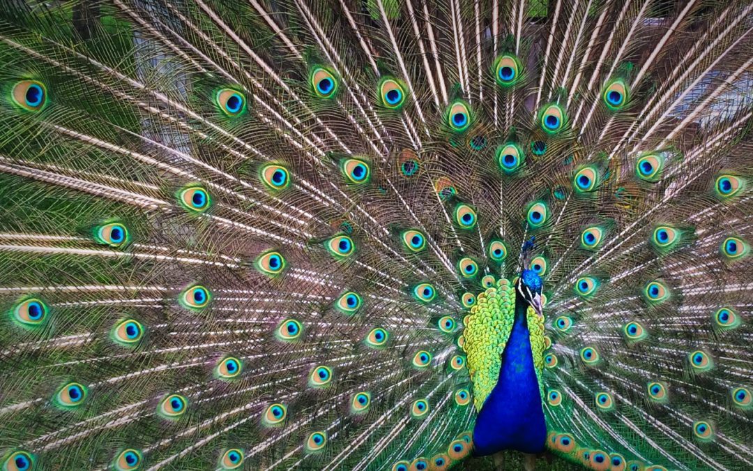 Peacock