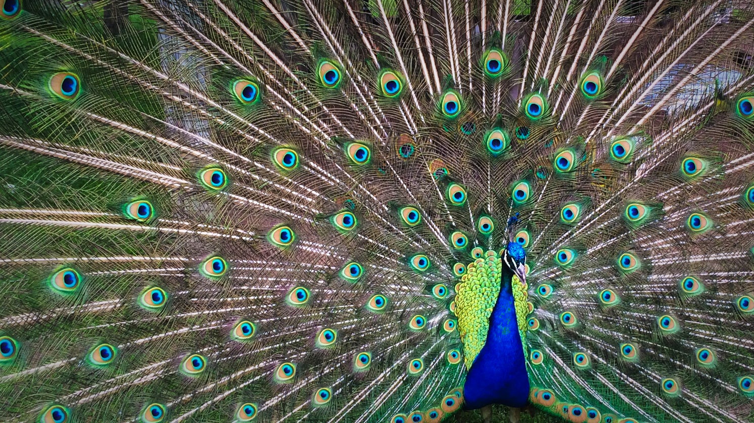 Peacock