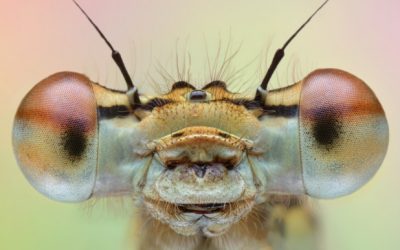 Here’s what’s bugging me