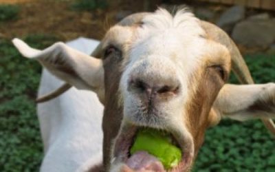 Do you want to get my goat?