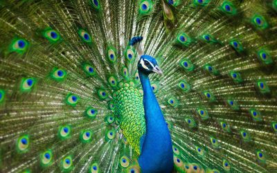 Who are you trying to impress?