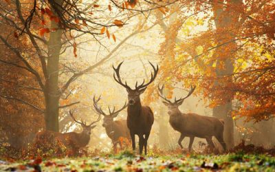 Are you dying with the autumn leaves?