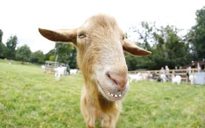 Seven things that get my goat