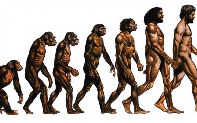 Is this your missing link?