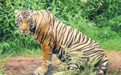 Tigers killed no-one this week